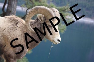 Care e cel mai simplu mod de a pune watermark pe o poza