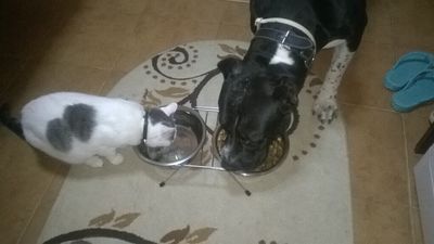 Animale de companie
