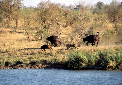 The Battle at Kruger