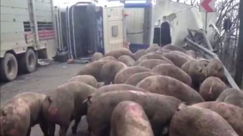 10 porci