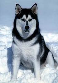 Malamut de Alaska 6