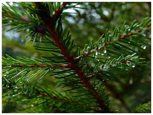 Articole evergreen