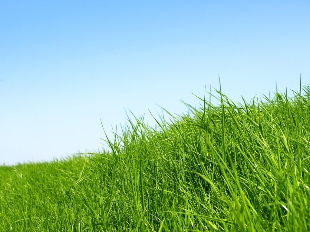 Iarba verde
