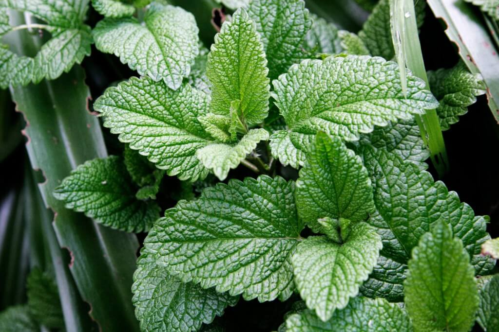 frec menta